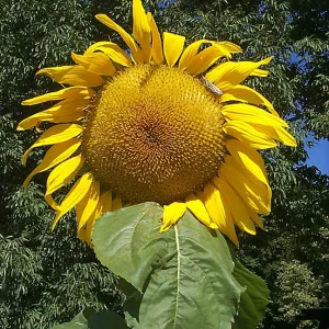 Single Sunflower