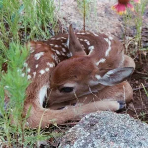 Hidden Fawn
