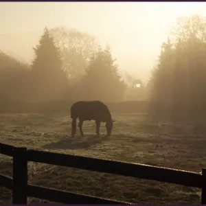 A November Morning in Yorkshire