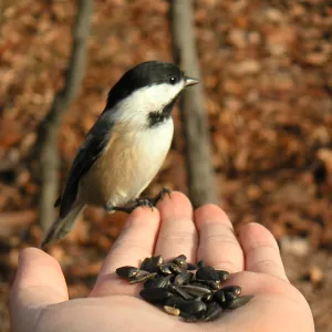 Feeding Chickadee
