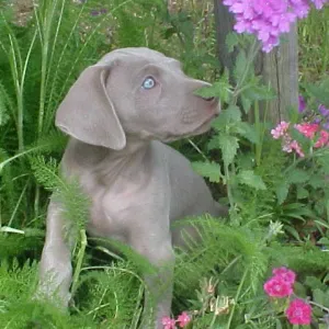 Smelling the Flowers