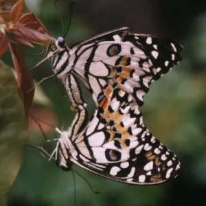 Butterfly Split