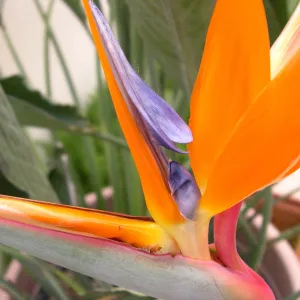 From the Land of Paradise