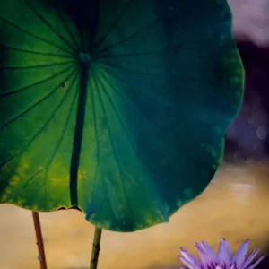 Afternoon in the Garden