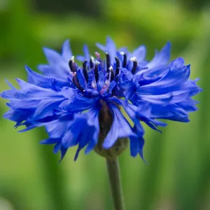 Blue Cornflower
