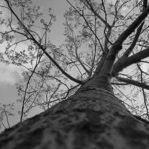 Wingin Growth In Life