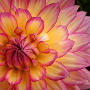 Dahlia 