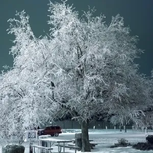 Ice Tree