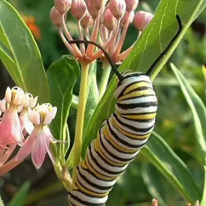 Munching on Milkweed