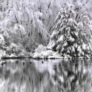 Reflections of Winter