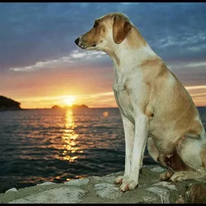 Doggy Sunset