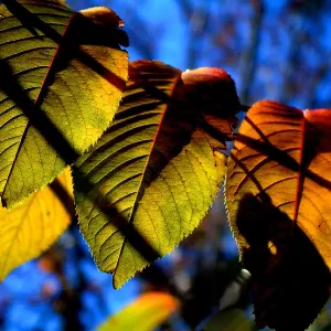 Shadowed Leaves