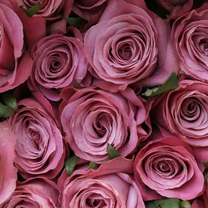 Pink Roses