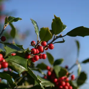 Backyard Holly Tree