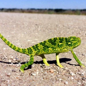 Chameleon, Namibia