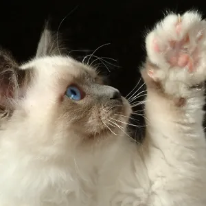 High Five !!