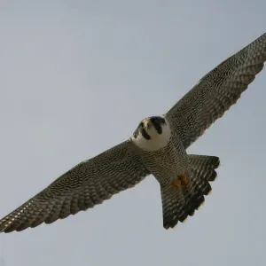 Birdcam 2004 is Live!