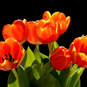 Tulips