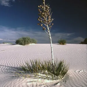 White Sands