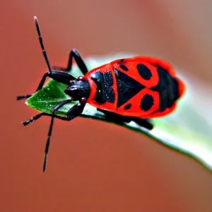 Bug on a Leaf