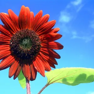 Red Sunflower