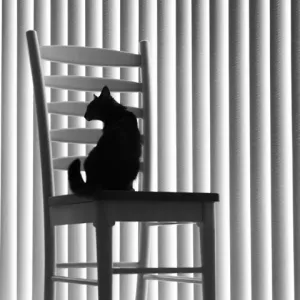 Cat Between the Lines