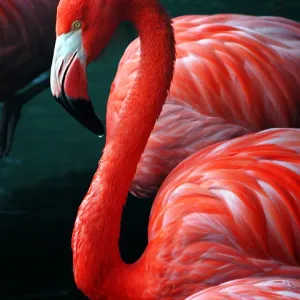 Flamingo Drop