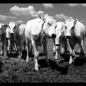 The Cows of The Center for Discovery