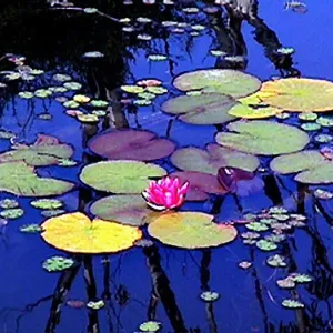 Lily Pads