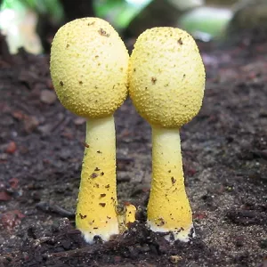 Twin Mushrooms