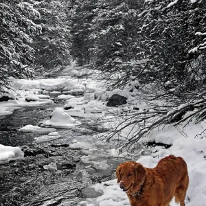 Wait for me by the River!