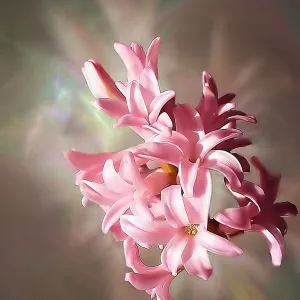 Fireworks of Hyacinth