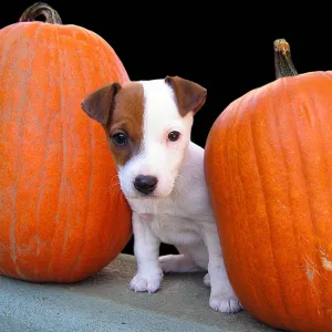 Pumpkins and Pup