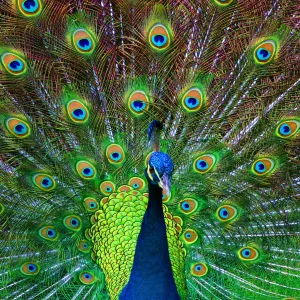 Peacock