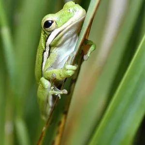 Little Tree Frog