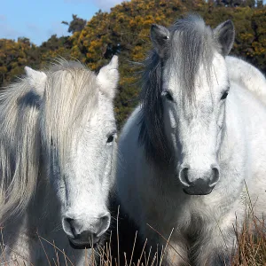 Dartmoor Ponies