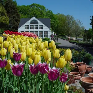 Tulip Time at White Flower