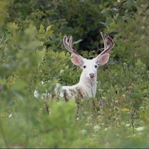 White Buck