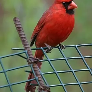 Cardinal
