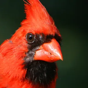 Male Cardinal