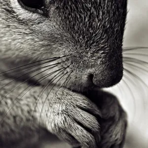 Western Gray Squirrel