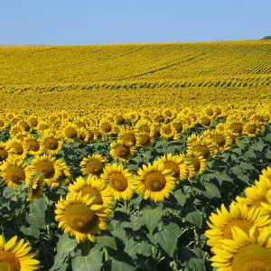 Field of Sunflowers