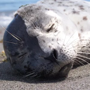 Phantom of the Opera