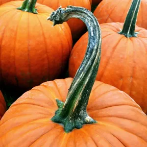 Pumpkin Stem