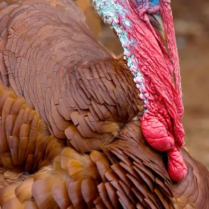 Thanksgiving Turkey?