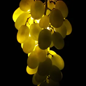 Grapes