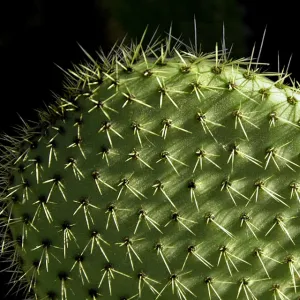 Prickly Cactus 