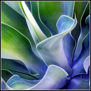 Agave Blue