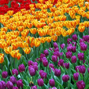 Sea of Tulips