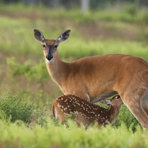Fawn Nursing